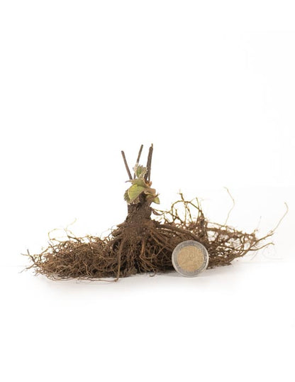 Strawberry "Polka" 5 roots - Green's of Ireland Online Garden Shop. Berry, West Cork Bulbs, Daffodil Bulbs, Tulip Bulbs, Crocus Bulbs, Autumn Bulbs, Bulbs, Cheap Bulbs