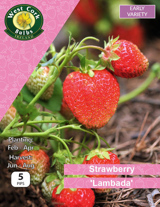 Strawberry 'Lambada'