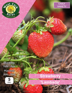 Strawberry "Lambada" 5 roots