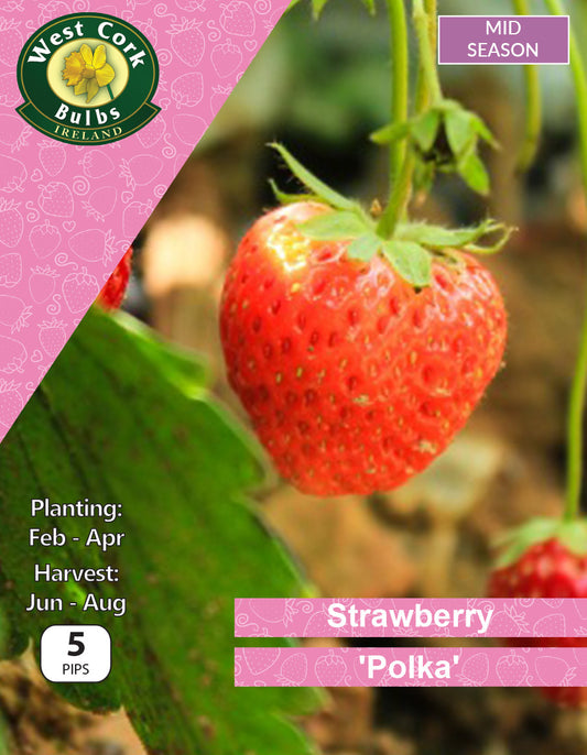 Strawberry 'Polka' - Green's of Ireland Online Garden Shop.  Berry, West Cork Bulbs, Daffodil Bulbs, Tulip Bulbs, Crocus Bulbs, Autumn Bulbs, Bulbs, Cheap Bulbs