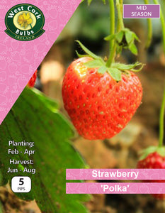 Strawberry "Polka" 5 roots