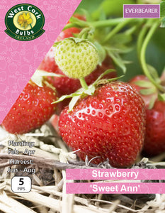 5 x Strawberry "Sweet Ann" everbearer