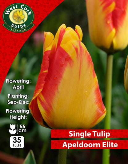 Single Tulip <p>Apeldoorn Elite</p> - Green's of Ireland Online Garden Shop. Tulips, West Cork Bulbs, Daffodil Bulbs, Tulip Bulbs, Crocus Bulbs, Autumn Bulbs, Bulbs, Cheap Bulbs