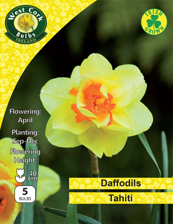 Double Daffodils Tahiti - Green's of Ireland Online Garden Shop. Flower Bulbs, West Cork Bulbs, Daffodil Bulbs, Tulip Bulbs, Crocus Bulbs, Autumn Bulbs, Bulbs, Cheap Bulbs