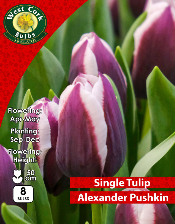 Single Tulip Alexander Pushkin - Green's of Ireland Online Garden Shop. Tulips, West Cork Bulbs