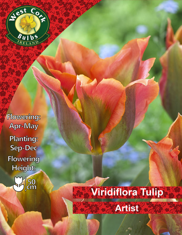 Viridiflora Tulip Artist - Green's of Ireland Online Garden Shop. Tulips, West Cork Bulbs, Daffodil Bulbs, Tulip Bulbs, Crocus Bulbs, Autumn Bulbs, Bulbs, Cheap Bulbs