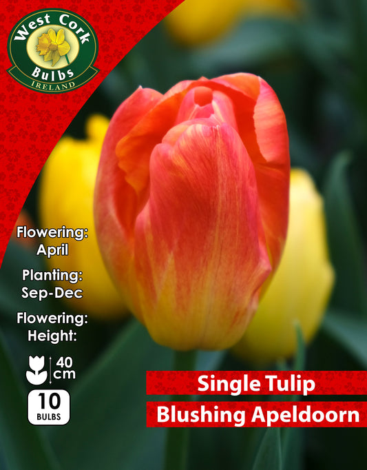 Single Tulip Blushing Apeldoorn - Green's of Ireland Online Garden Shop. Tulips, West Cork Bulbs, Daffodil Bulbs, Tulip Bulbs, Crocus Bulbs, Autumn Bulbs, Bulbs, Cheap Bulbs