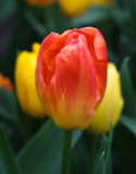 Single Tulip Blushing Apeldoorn - Green's of Ireland Online Garden Shop. Tulips, West Cork Bulbs, Daffodil Bulbs, Tulip Bulbs, Crocus Bulbs, Autumn Bulbs, Bulbs, Cheap Bulbs