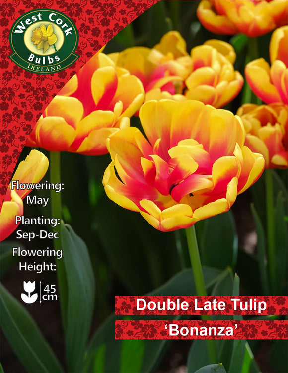 Double Tulip Bonanza