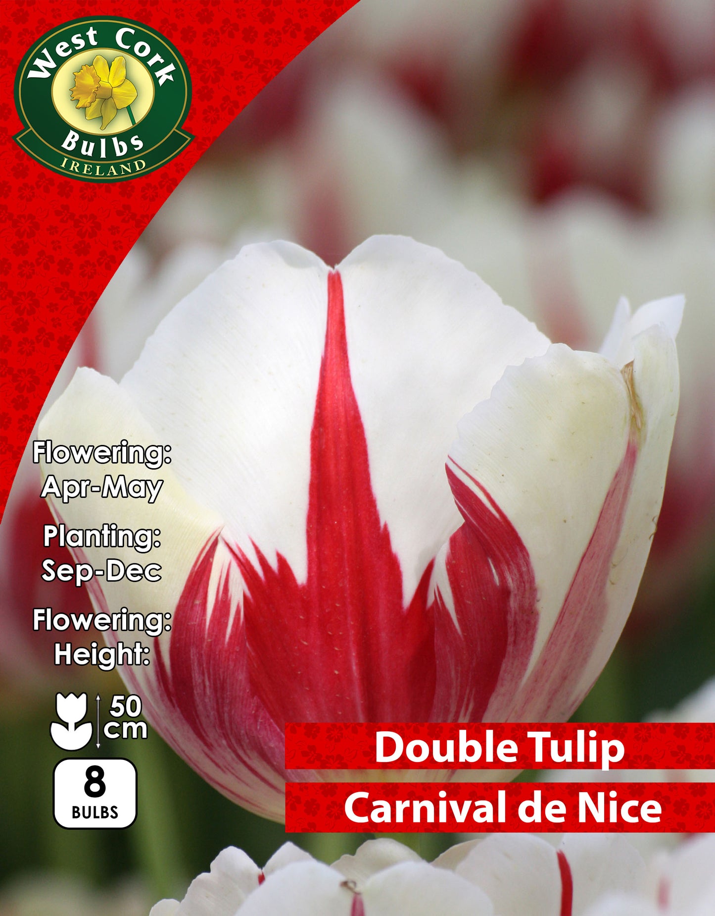 Double Tulip Carnaval De Nice - Green's of Ireland Online Garden Shop. Tulips, West Cork Bulbs, Daffodil Bulbs, Tulip Bulbs, Crocus Bulbs, Autumn Bulbs, Bulbs, Cheap Bulbs