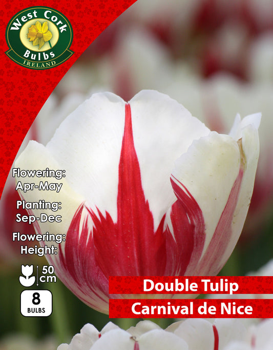 Double Tulip Carnaval De Nice - Green's of Ireland Online Garden Shop. Tulips, West Cork Bulbs, Daffodil Bulbs, Tulip Bulbs, Crocus Bulbs, Autumn Bulbs, Bulbs, Cheap Bulbs
