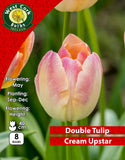 Double Tulip Cream Upstar - Green's of Ireland Online Garden Shop. Tulips, West Cork Bulbs, Daffodil Bulbs, Tulip Bulbs, Crocus Bulbs, Autumn Bulbs, Bulbs, Cheap Bulbs