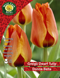 Dwarf Tulip Donna Bella - Green's of Ireland Online Garden Shop. Tulips, West Cork Bulbs, Daffodil Bulbs, Tulip Bulbs, Crocus Bulbs, Autumn Bulbs, Bulbs, Cheap Bulbs