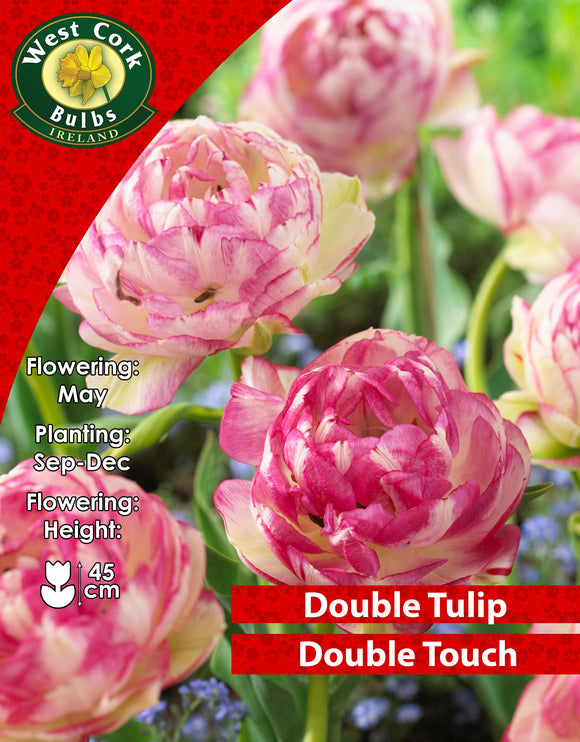 Double Tulip Double Touch - Green's of Ireland Online Garden Shop. Tulips, West Cork Bulbs, Daffodil Bulbs, Tulip Bulbs, Crocus Bulbs, Autumn Bulbs, Bulbs, Cheap Bulbs