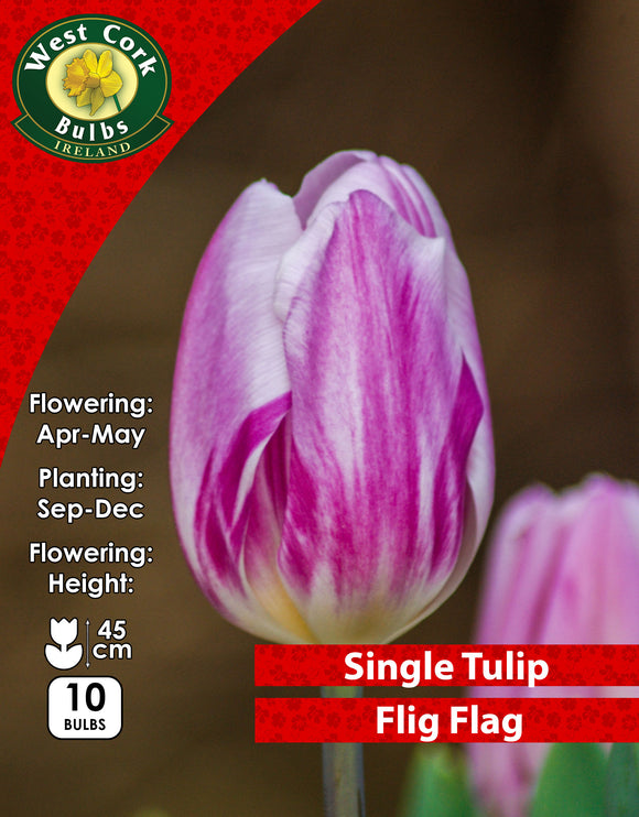Single Tulip Flig Flag - Green's of Ireland Online Garden Shop. Tulips, West Cork Bulbs