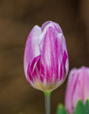 Single Tulip Flig Flag - Green's of Ireland Online Garden Shop. Tulips, West Cork Bulbs