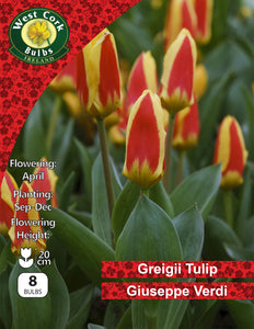 Dwarf Tulip Giuseppe Verdi - Green's of Ireland Online Garden Shop. Tulips, West Cork Bulbs, Daffodil Bulbs, Tulip Bulbs, Crocus Bulbs, Autumn Bulbs, Bulbs, Cheap Bulbs