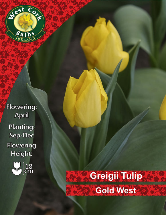 Dwarf Tulip Gold West - Green's of Ireland Online Garden Shop. Tulips, West Cork Bulbs, Daffodil Bulbs, Tulip Bulbs, Crocus Bulbs, Autumn Bulbs, Bulbs, Cheap Bulbs