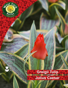 Dwarf Tulip Julius Cesar - Green's of Ireland Online Garden Shop. Tulips, West Cork Bulbs, Daffodil Bulbs, Tulip Bulbs, Crocus Bulbs, Autumn Bulbs, Bulbs, Cheap Bulbs