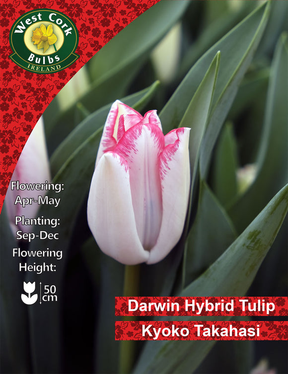 Single Tulip Kyoko Takahasi - Green's of Ireland Online Garden Shop. Tulips, West Cork Bulbs, Daffodil Bulbs, Tulip Bulbs, Crocus Bulbs, Autumn Bulbs, Bulbs, Cheap Bulbs