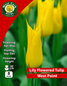Lily Flowered Tulip West Point - Green's of Ireland Online Garden Shop. Tulips, West Cork Bulbs, Daffodil Bulbs, Tulip Bulbs, Crocus Bulbs, Autumn Bulbs, Bulbs, Cheap Bulbs