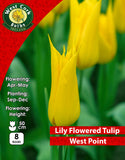 Lily Flowered Tulip West Point - Green's of Ireland Online Garden Shop. Tulips, West Cork Bulbs, Daffodil Bulbs, Tulip Bulbs, Crocus Bulbs, Autumn Bulbs, Bulbs, Cheap Bulbs