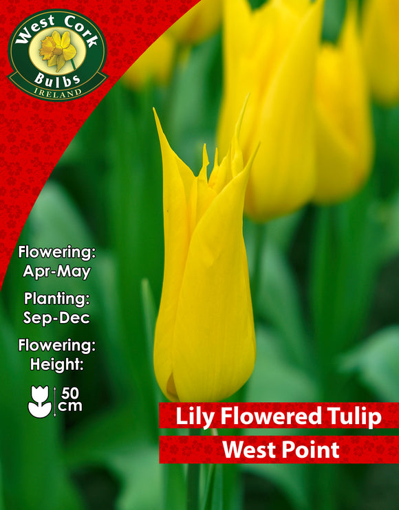 Lily Flowered Tulip West Point - Green's of Ireland Online Garden Shop. Tulips, West Cork Bulbs, Daffodil Bulbs, Tulip Bulbs, Crocus Bulbs, Autumn Bulbs, Bulbs, Cheap Bulbs