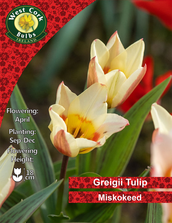 Dwarf Tulip Miskokeed - Green's of Ireland Online Garden Shop. Tulips, West Cork Bulbs, Daffodil Bulbs, Tulip Bulbs, Crocus Bulbs, Autumn Bulbs, Bulbs, Cheap Bulbs