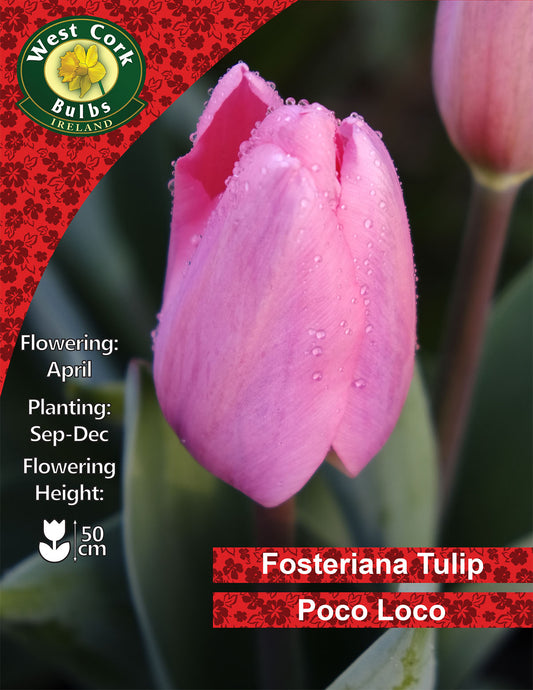 Single Tulip Poco Loco - Green's of Ireland Online Garden Shop. Tulips, West Cork Bulbs, Daffodil Bulbs, Tulip Bulbs, Crocus Bulbs, Autumn Bulbs, Bulbs, Cheap Bulbs