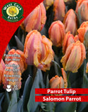 Parrot Tulip Salmon Parrot - Green's of Ireland Online Garden Shop. Tulips, West Cork Bulbs, Daffodil Bulbs, Tulip Bulbs, Crocus Bulbs, Autumn Bulbs, Bulbs, Cheap Bulbs