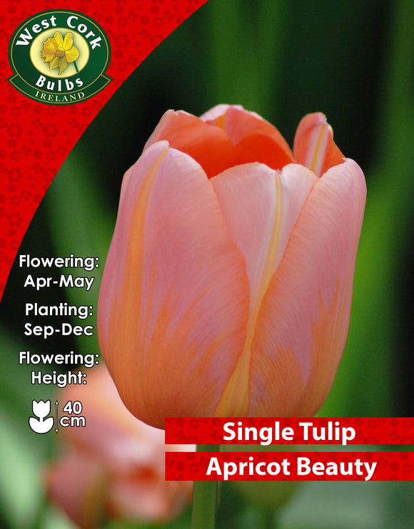 Single Tulip Apricot Beauty - Green's of Ireland Online Garden Shop. Tulips, West Cork Bulbs, Daffodil Bulbs, Tulip Bulbs, Crocus Bulbs, Autumn Bulbs, Bulbs, Cheap Bulbs