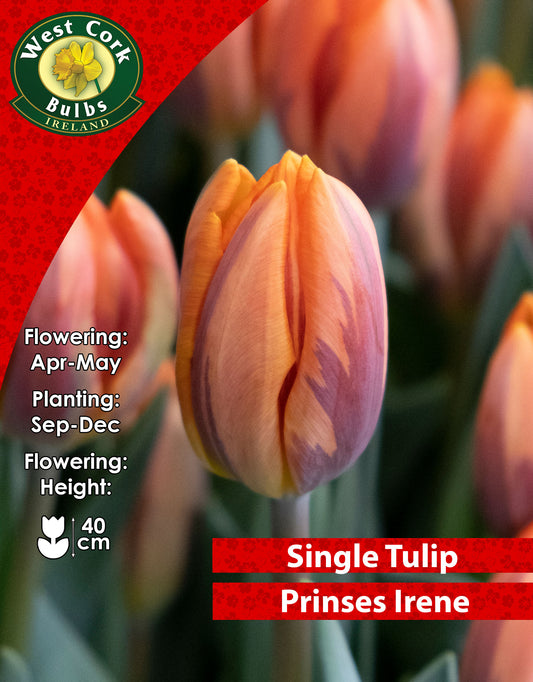 Single Tulip Prinses Irene - Green's of Ireland Online Garden Shop. Tulips, West Cork Bulbs, Daffodil Bulbs, Tulip Bulbs, Crocus Bulbs, Autumn Bulbs, Bulbs, Cheap Bulbs