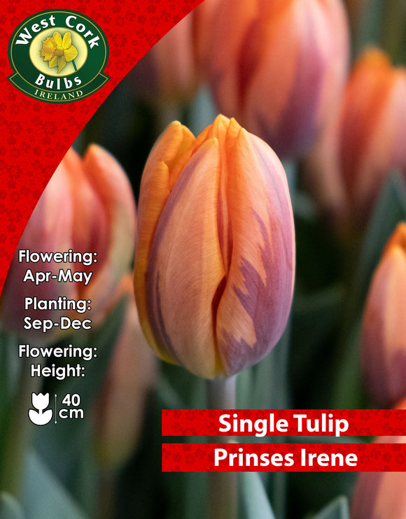 Single Tulip Prinses Irene - Green's of Ireland Online Garden Shop. Tulips, West Cork Bulbs, Daffodil Bulbs, Tulip Bulbs, Crocus Bulbs, Autumn Bulbs, Bulbs, Cheap Bulbs