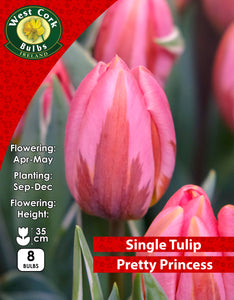 Single Tulip Pretty Princes - Green's of Ireland Online Garden Shop. Tulips, West Cork Bulbs, Daffodil Bulbs, Tulip Bulbs, Crocus Bulbs, Autumn Bulbs, Bulbs, Cheap Bulbs