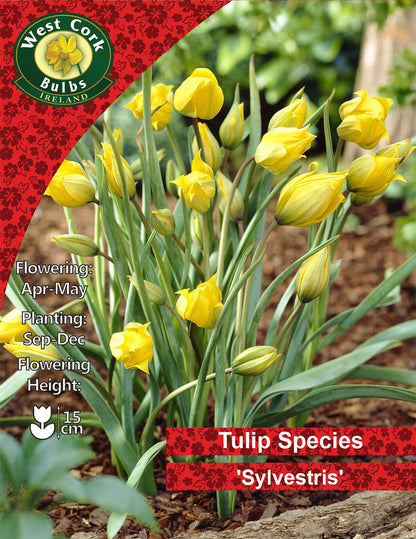 Tulipe sauvage <p>Praestans Fusilier</p>