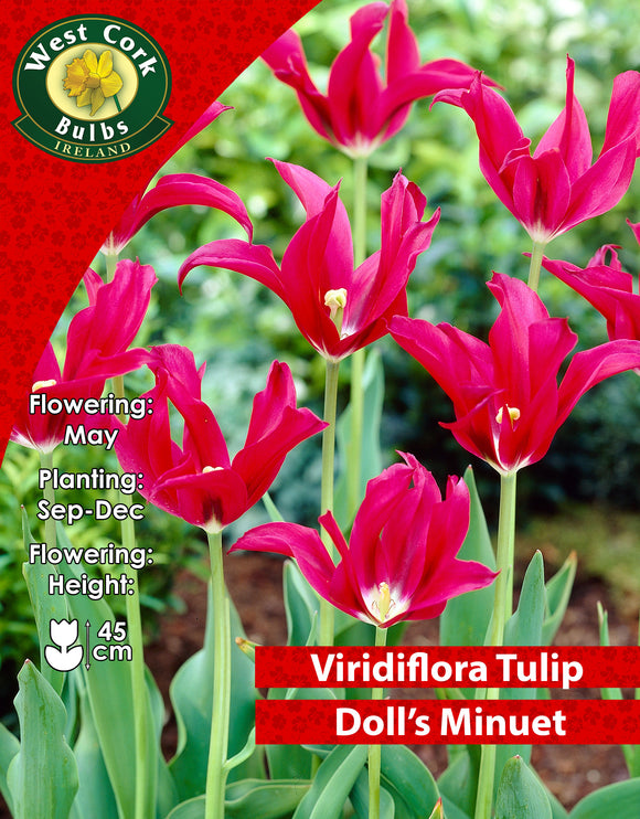Viridiflora Tulip Doll's Minuet - Green's of Ireland Online Garden Shop. Tulips, West Cork Bulbs, Daffodil Bulbs, Tulip Bulbs, Crocus Bulbs, Autumn Bulbs, Bulbs, Cheap Bulbs