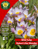 Wild Tulip Bakeri Lilac Wonder - Green's of Ireland Online Garden Shop. Tulips, West Cork Bulbs, Daffodil Bulbs, Tulip Bulbs, Crocus Bulbs, Autumn Bulbs, Bulbs, Cheap Bulbs