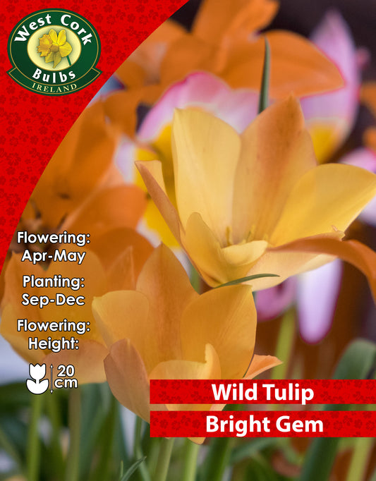 Wild Tulip Bright Gem - Green's of Ireland Online Garden Shop. Tulips, West Cork Bulbs, Daffodil Bulbs, Tulip Bulbs, Crocus Bulbs, Autumn Bulbs, Bulbs, Cheap Bulbs
