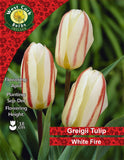 Dwarf Tulip White Fire - Green's of Ireland Online Garden Shop. Tulips, West Cork Bulbs, Daffodil Bulbs, Tulip Bulbs, Crocus Bulbs, Autumn Bulbs, Bulbs, Cheap Bulbs