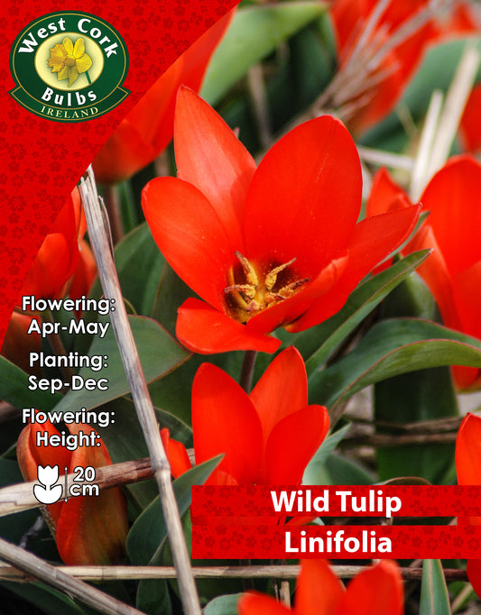 Wild Tulip Linifolia - Green's of Ireland Online Garden Shop. Tulips, West Cork Bulbs, Daffodil Bulbs, Tulip Bulbs, Crocus Bulbs, Autumn Bulbs, Bulbs, Cheap Bulbs
