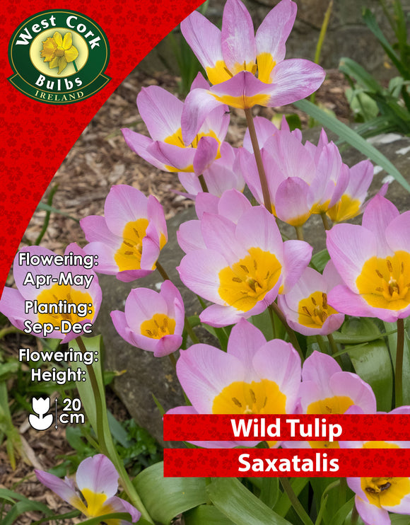 Wild Tulip Saxatalis - Green's of Ireland Online Garden Shop. Tulips, West Cork Bulbs, Daffodil Bulbs, Tulip Bulbs, Crocus Bulbs, Autumn Bulbs, Bulbs, Cheap Bulbs