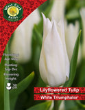 Lily Flowered Tulip White Triumphator - Green's of Ireland Online Garden Shop. Tulips, West Cork Bulbs, Daffodil Bulbs, Tulip Bulbs, Crocus Bulbs, Autumn Bulbs, Bulbs, Cheap Bulbs