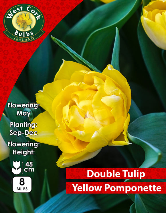Double Tulip Yellow Pomponette - Green's of Ireland Online Garden Shop. Tulips, West Cork Bulbs, Daffodil Bulbs, Tulip Bulbs, Crocus Bulbs, Autumn Bulbs, Bulbs, Cheap Bulbs