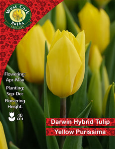 Single Tulip Yellow Purissima