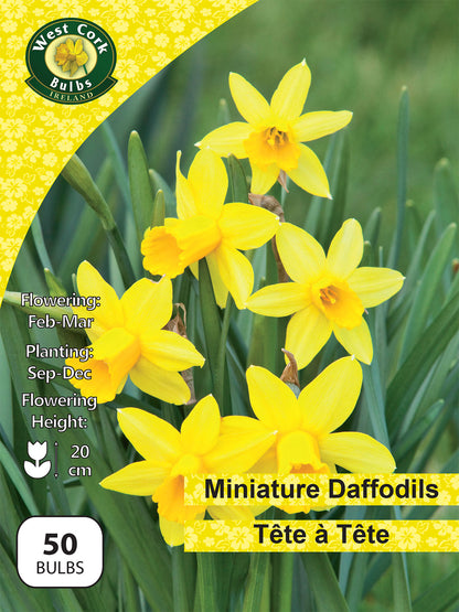 Miniature Daffodils Tête-à-Tête - Green's of Ireland Online Garden Shop. Flower Bulbs, West Cork Bulbs, Daffodil Bulbs, Tulip Bulbs, Crocus Bulbs, Autumn Bulbs, Bulbs, Cheap Bulbs
