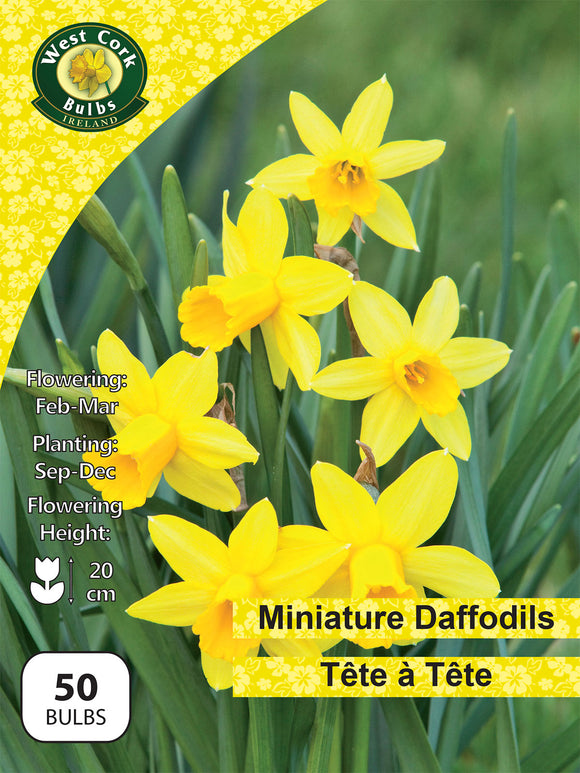 Miniature Daffodils Tête-à-Tête - Green's of Ireland Online Garden Shop. Flower Bulbs, West Cork Bulbs, Daffodil Bulbs, Tulip Bulbs, Crocus Bulbs, Autumn Bulbs, Bulbs, Cheap Bulbs