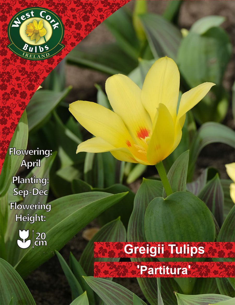 Dwarf Tulip 'Partitura' - Green's of Ireland Online Garden Shop.  Tulips, West Cork Bulbs, Daffodil Bulbs, Tulip Bulbs, Crocus Bulbs, Autumn Bulbs, Bulbs, Cheap Bulbs