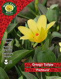 Dwarf Tulip Partitura