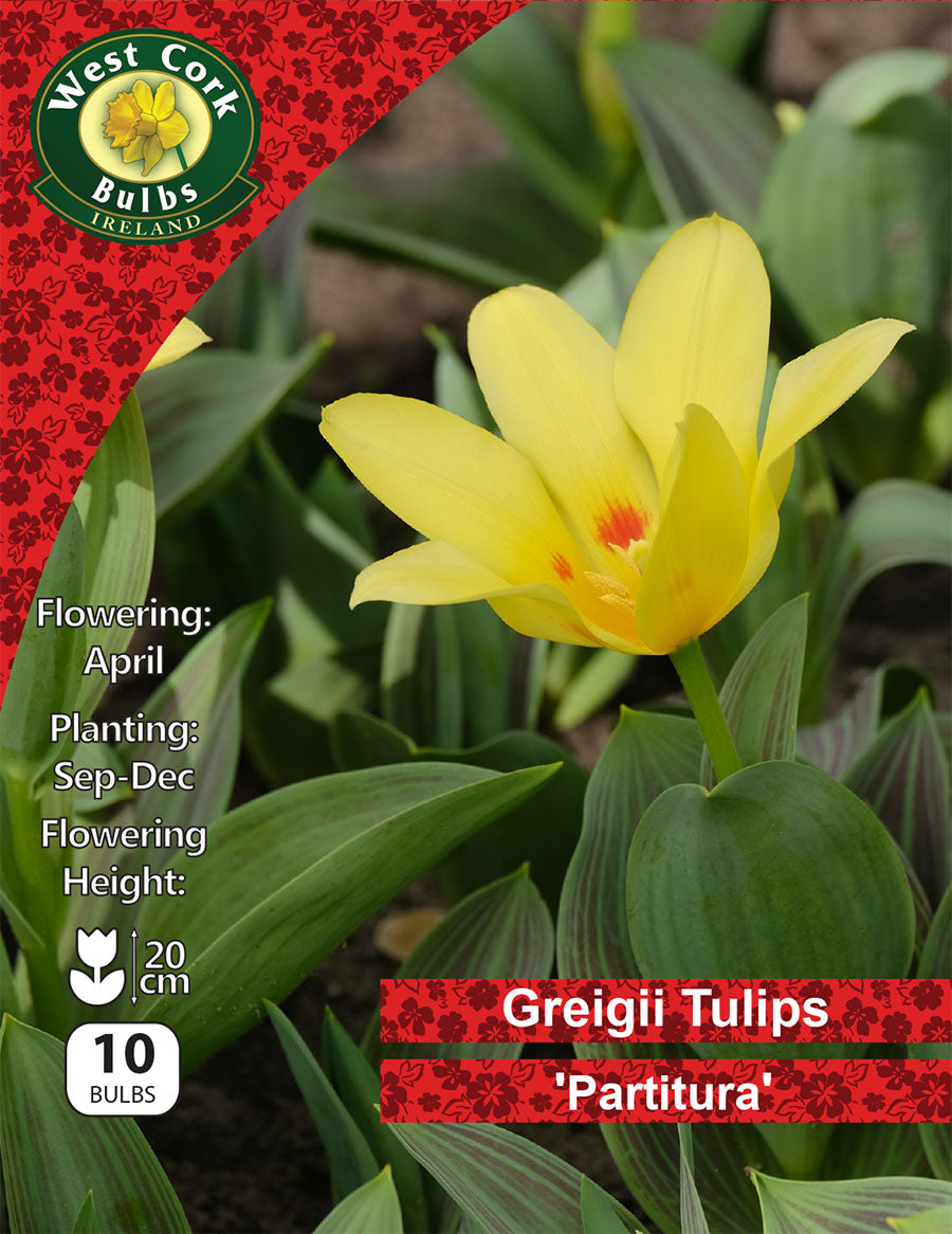 Dwarf Tulip 'Partitura' - Green's of Ireland Online Garden Shop.  Tulips, West Cork Bulbs, Daffodil Bulbs, Tulip Bulbs, Crocus Bulbs, Autumn Bulbs, Bulbs, Cheap Bulbs
