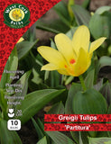 Dwarf Tulip Partitura